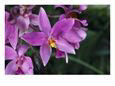 Cluster of Purple Orchids of the Spathoglottis Type