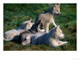 Litter of Sled Dog Puppies Near Cape York, Savissivik, Greenland
