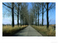 Tree-lined country road in the south-east region, Poland Scenic Streets & Roadways