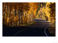 Aspens in Autumn on Road Around June Lake Loop, Eastern Sierra Nevada, June Lake, USA