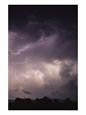 Lightning Flashes over a Stand of Trees
