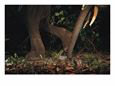 The Legs and Trunk of Two Elephants Photographed by a Camera Trap