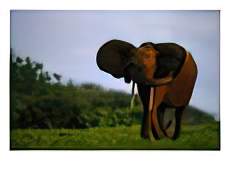 African Elephant with its Ears Spanned