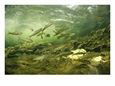 Schooling Altlantic Salmon Parr Fish