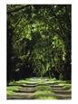 View of a Dirt Road under a Canopy of Trees