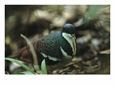 Dove Walking on a Forest Floor