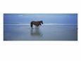 Wild Mare and Foal on the Beach North of Corolla