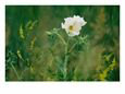 Crested Prickly Poppy Blooms Among Prairie Grasses in South Dakota