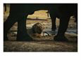 Lion Holds his Position at a Water Hole Shared with Elephants