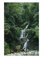 Waterfall Cascading down Rock in a Lush Woodland Setting