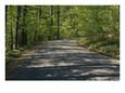 Sun-Dappled Country Road Winding Through a Wooded Landscape