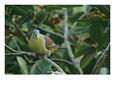 Exotic Dove Or Pigeon Sitting in a Fruit-Filled Tree