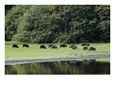 White-Lipped Peccaries on the Shoreline of the Rio Negro
