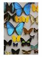 Display of Butterfly Samples at the National Biodiversity Institute