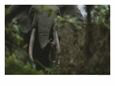 Forest Elephant in Gabons Loango National Park