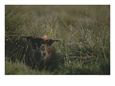 Red River Hog Hides in the High Grass of Loango National Park