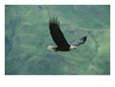 American Bald Eagle in Flight