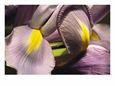 Close View of a Domesticated Iris