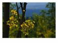 Sunlight Shines on Golden Aspen Tree Leaves