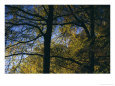 Oak Tree against a Cloudless Blue Sky