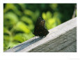 An Admiral Butterfly Perched on a Fence Post