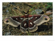 A Cecropia silkmoth near Custer State Park.