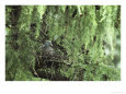 A Wood Pigeon Perches in a Pine Tree, Columba Palumbus Birds Doves & Pigeons