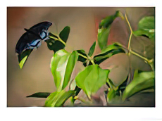 A Red-Spotted Purple Butterfly Perched on a Twig