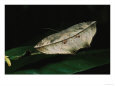 A Moth (Hexamitoptera Lawinda) Camouflages Itself During the Day by Blending with Leaves and Bark