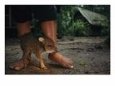 A Baby Peccary Cuddles up to a Worker at a Camp in Madidi
