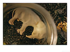 A View of an Elephant Fetus from a Culled Female