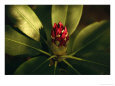 Close view of a blooming rhododendron.