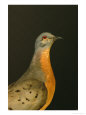 A stuffed and mounted passenger pigeon on display at a museum.