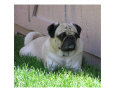 Farm pug Art on the Verge Animals