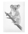 Koala Bear Art on the Verge Animals