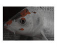 Koi Fish Art on the Verge Animals