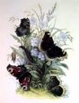 Peacock, Camberwell Beauty