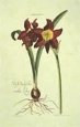 Lilio Narcissus II