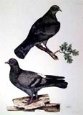 Stock Dove Rock Dove (Engrv)