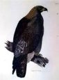 Golden Eagle Wings Cl (Engrv)