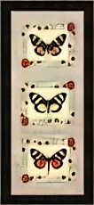 Butterfly Panel II