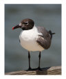 Seagull