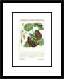 Epps's Nature Series, Scarlet Admiral Butterfly Bugs & Insects Butterflies & Moths