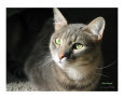 Stipple's Portrait Art on the Verge Animals