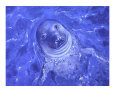 seal 2