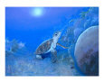 turtle 2