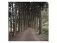Dirt Road Lined with Trees