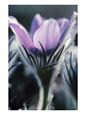 Pasque Flower with Purple Petals