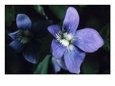 Purple Violet with Green Leaves