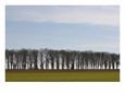 Treeline in Distance